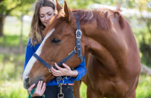 equine therapy