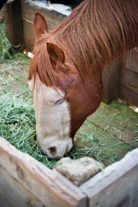 equine therapy for florida addiction treatment
